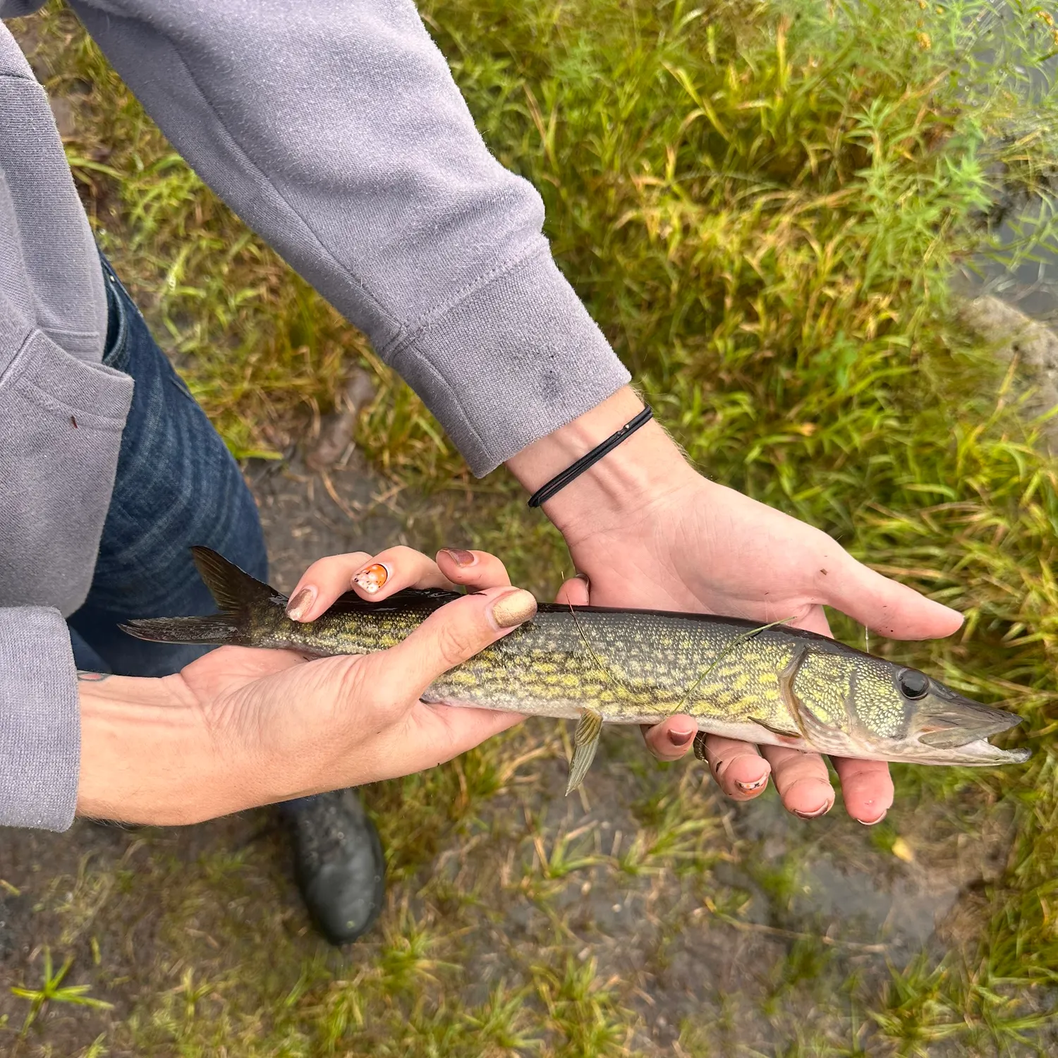 Chain pickerel caught on Fishbrain
