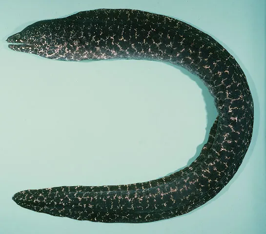 Paintspotted moray