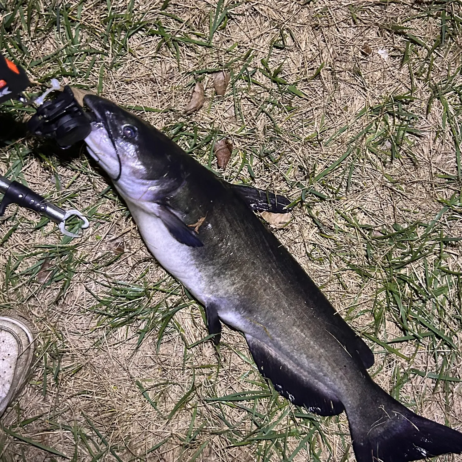 Channel catfish caught on Fishbrain