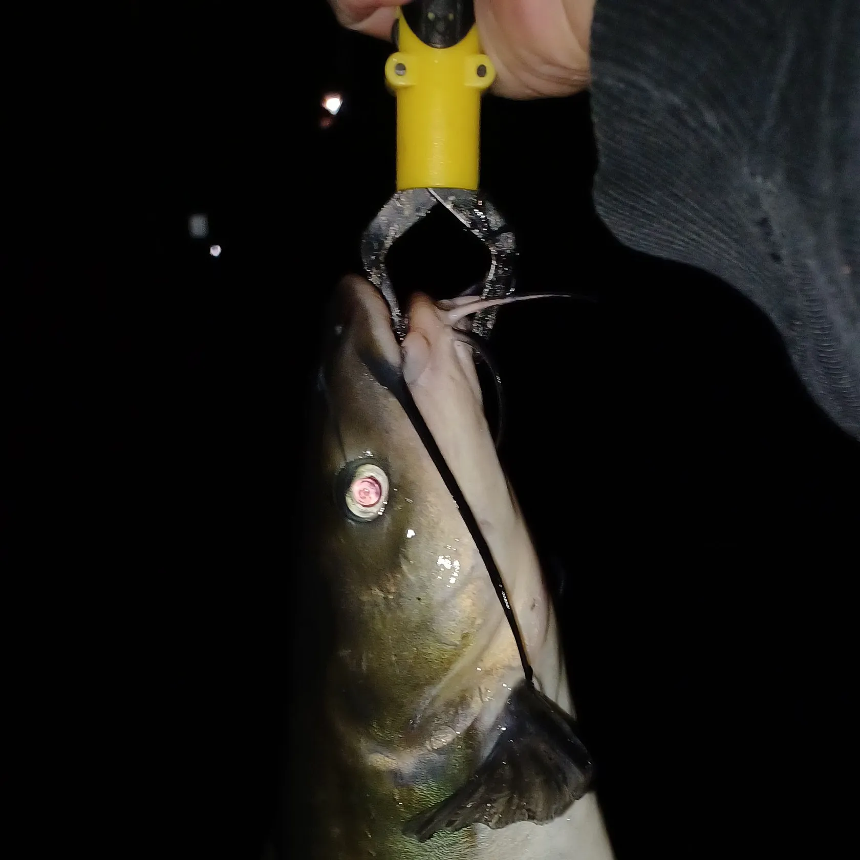 Channel catfish caught on Fishbrain