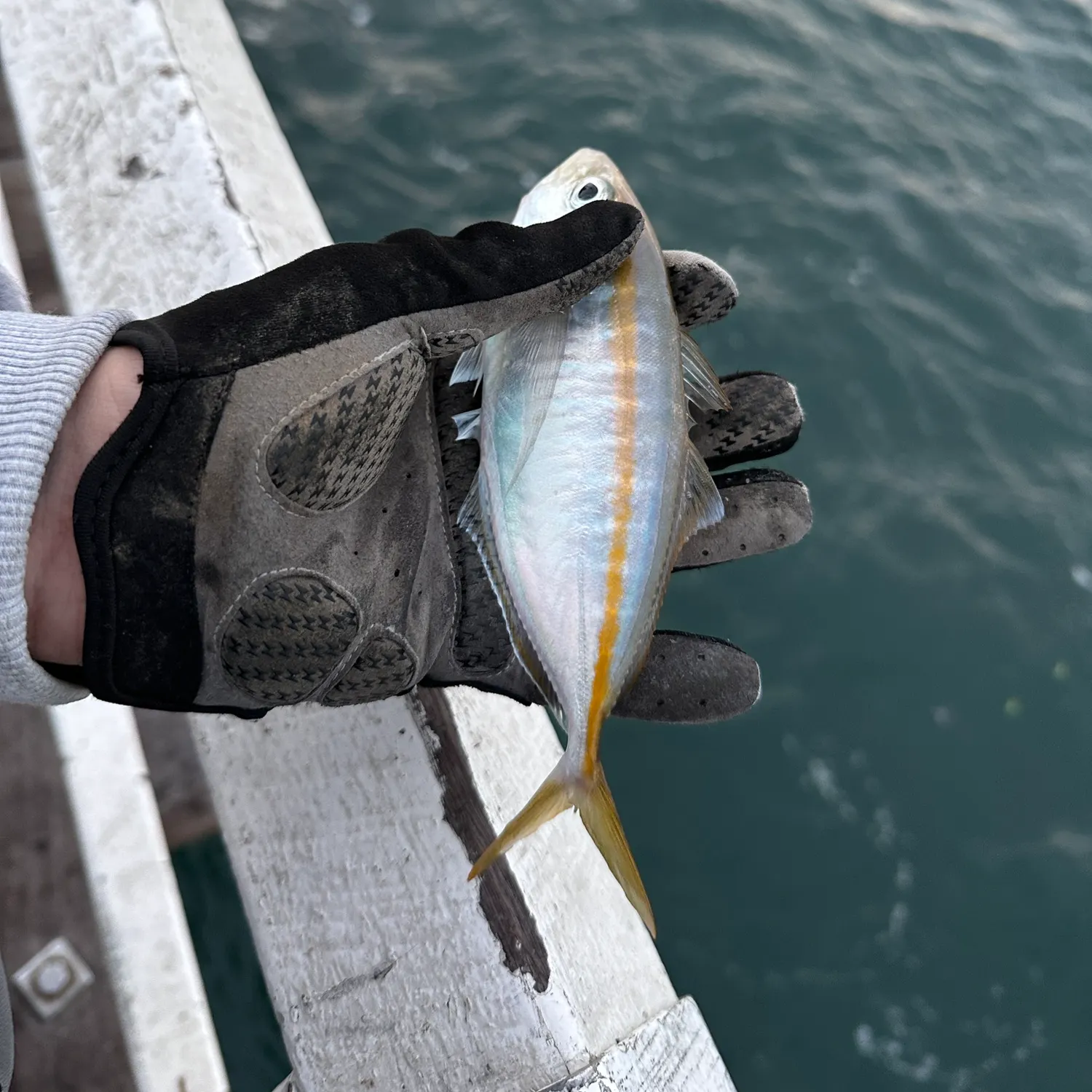 The most recent Short mackerel catches on Fishbrain