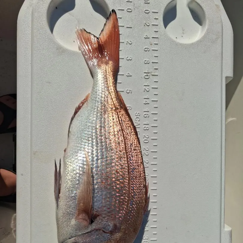 The most recent Red seabream catches on Fishbrain