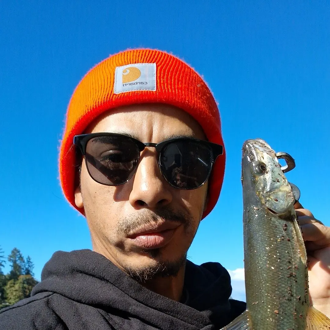 Northern pikeminnow caught on Fishbrain