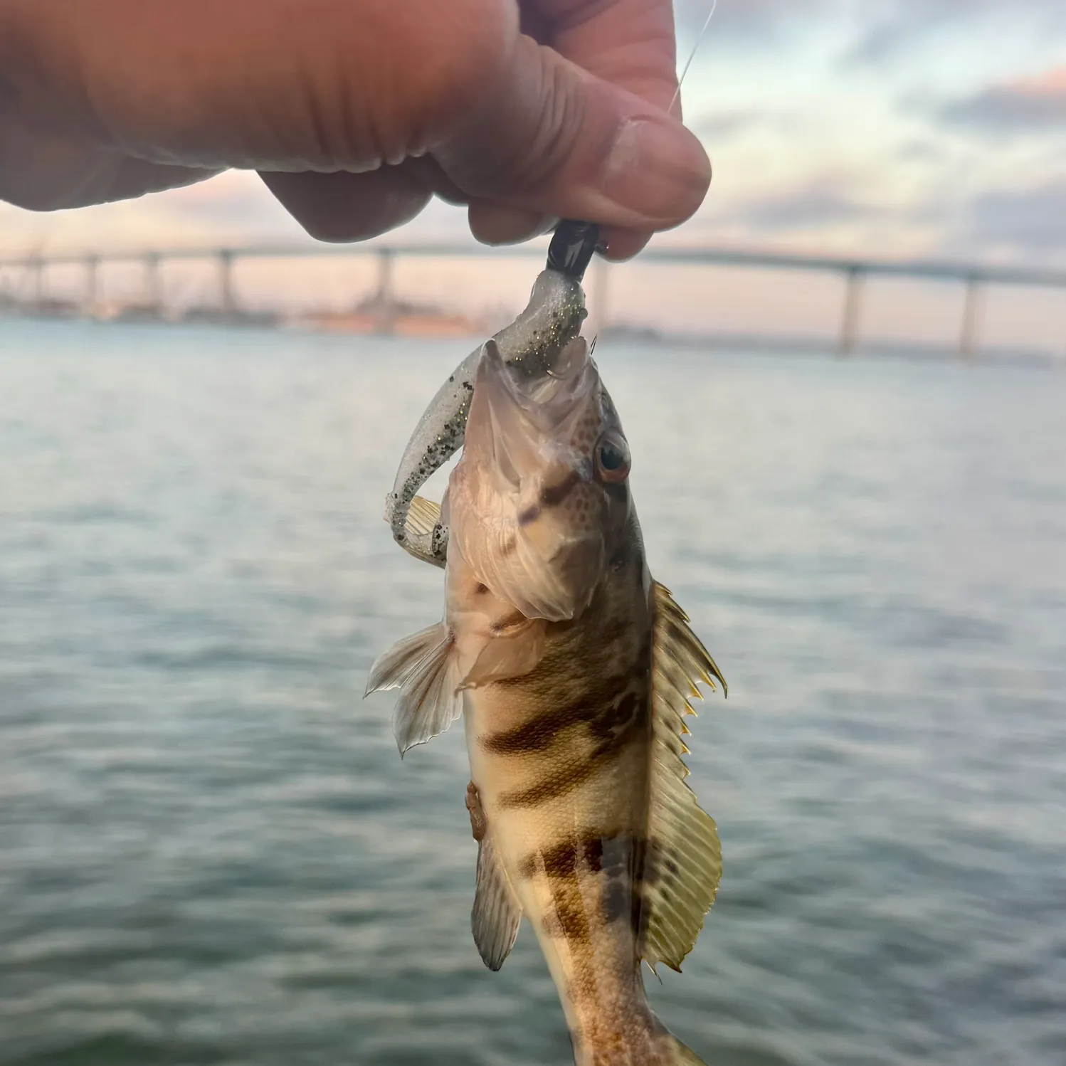 The most recent Barred sand bass catches on Fishbrain