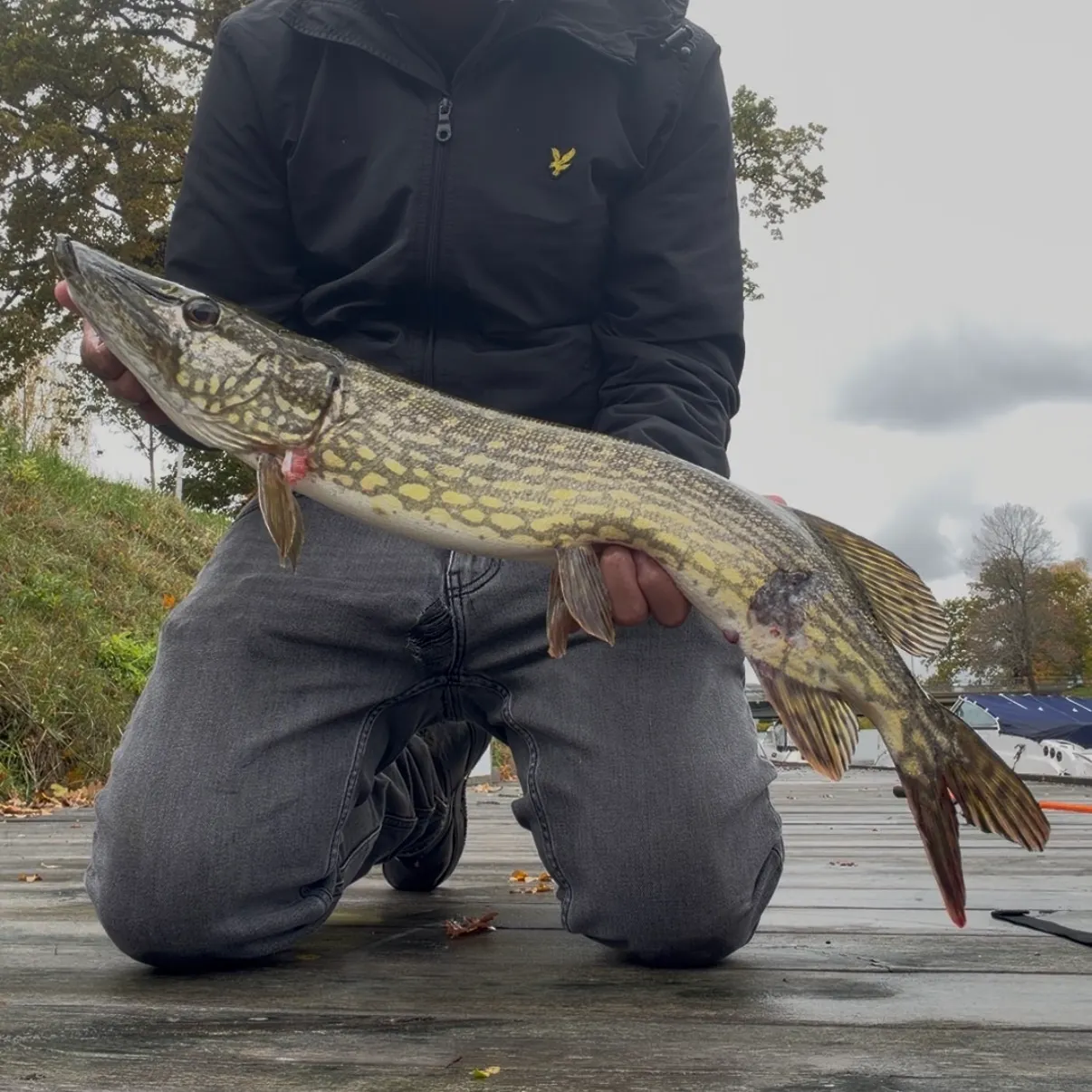 Northern pike caught on Fishbrain