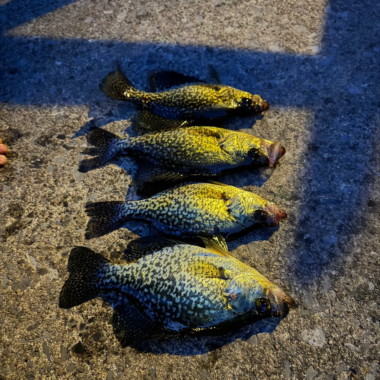 Black crappie caught on Fishbrain