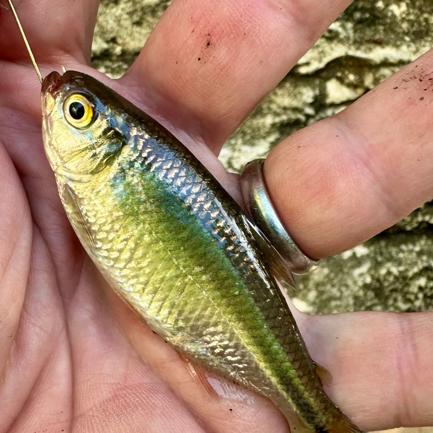 The most popular recent Mexican tetra catch on Fishbrain
