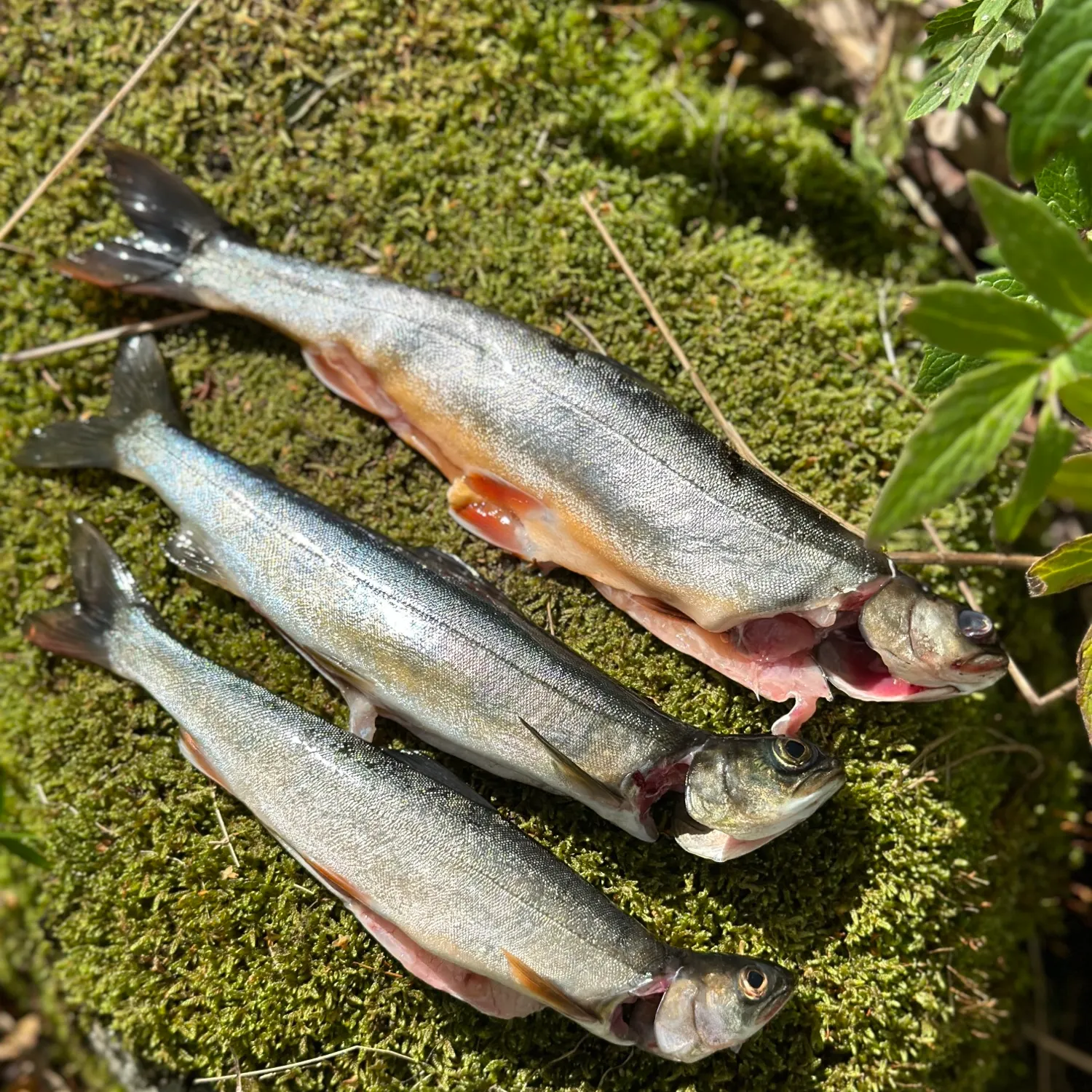 recently logged catches