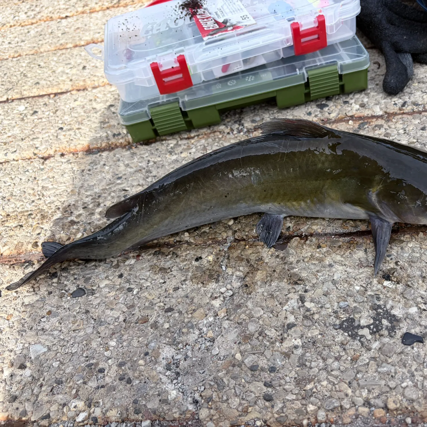 recently logged catches