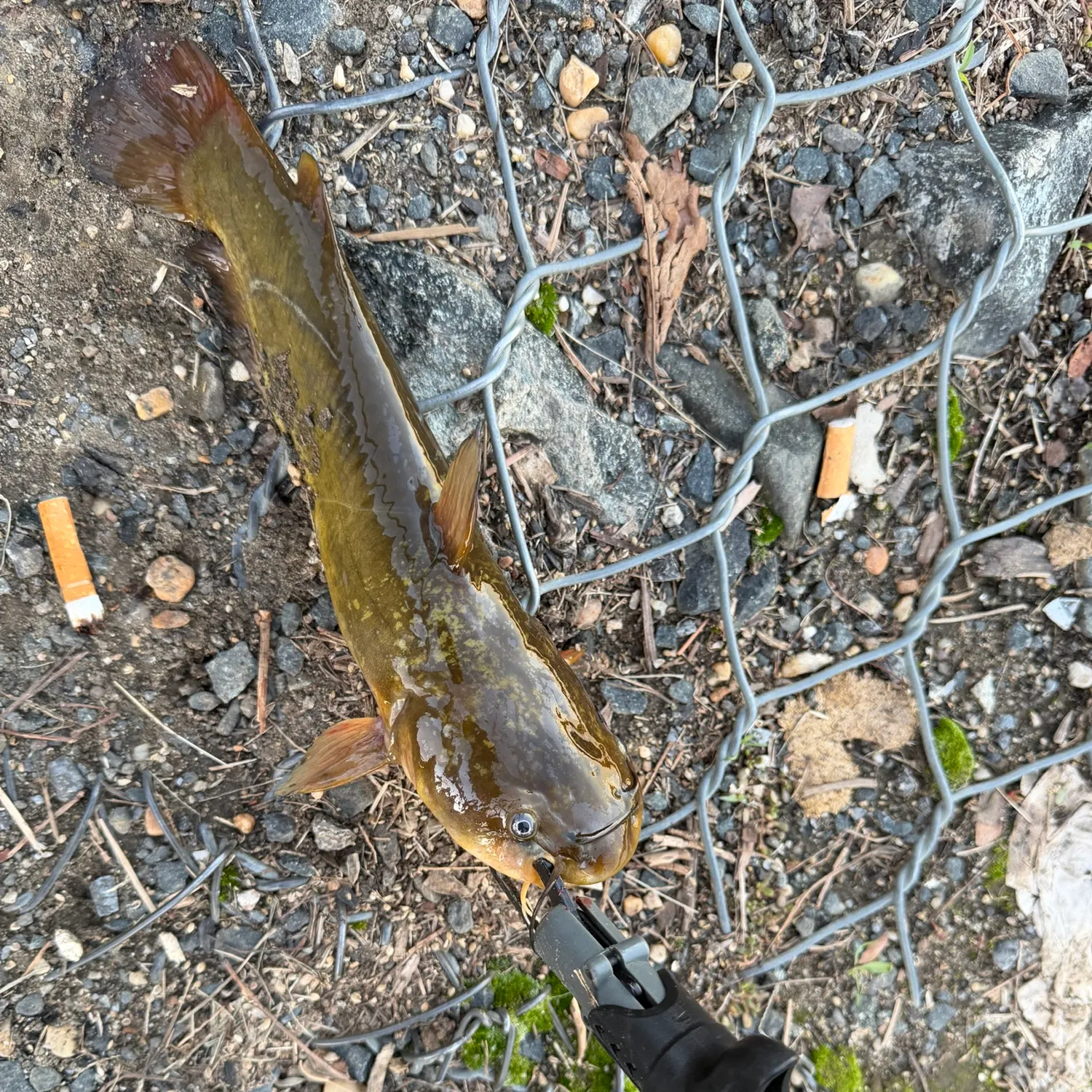 Black bullhead caught on Fishbrain
