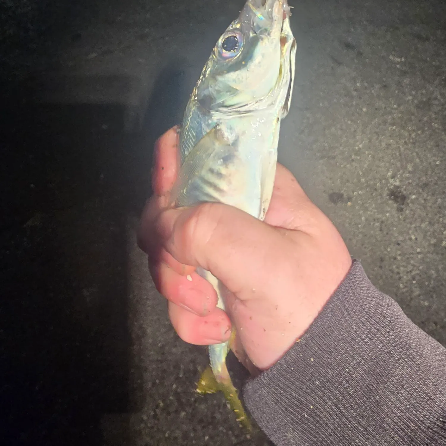 The most recent Atlantic horse mackerel catches on Fishbrain