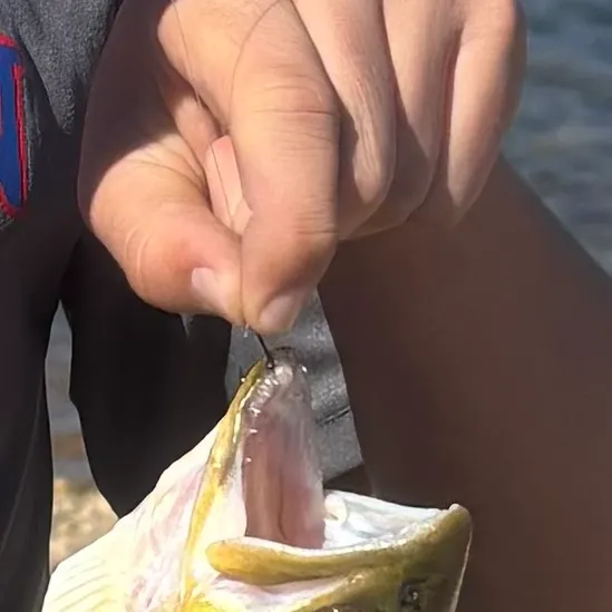 Brown trout caught on Fishbrain