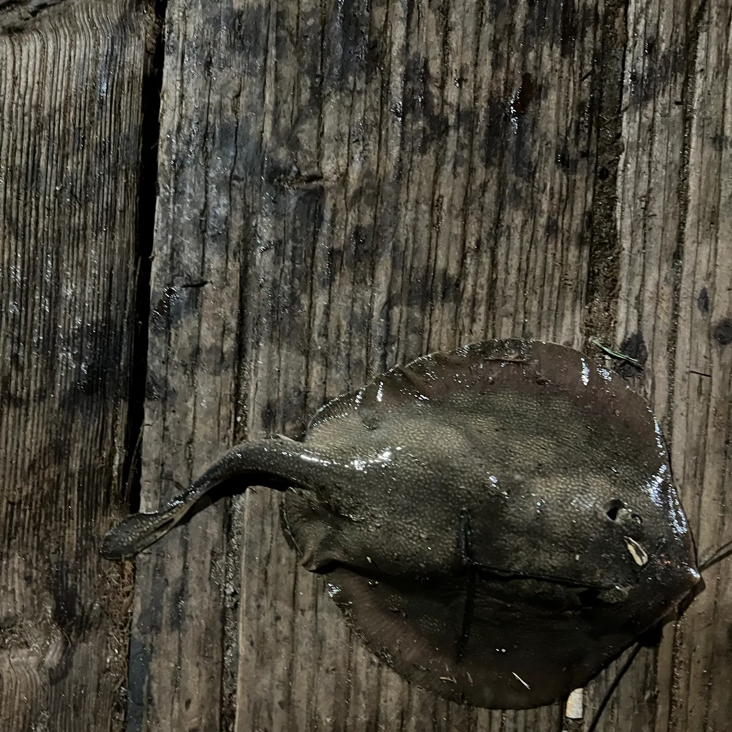 The most recent Haller's round ray catches on Fishbrain