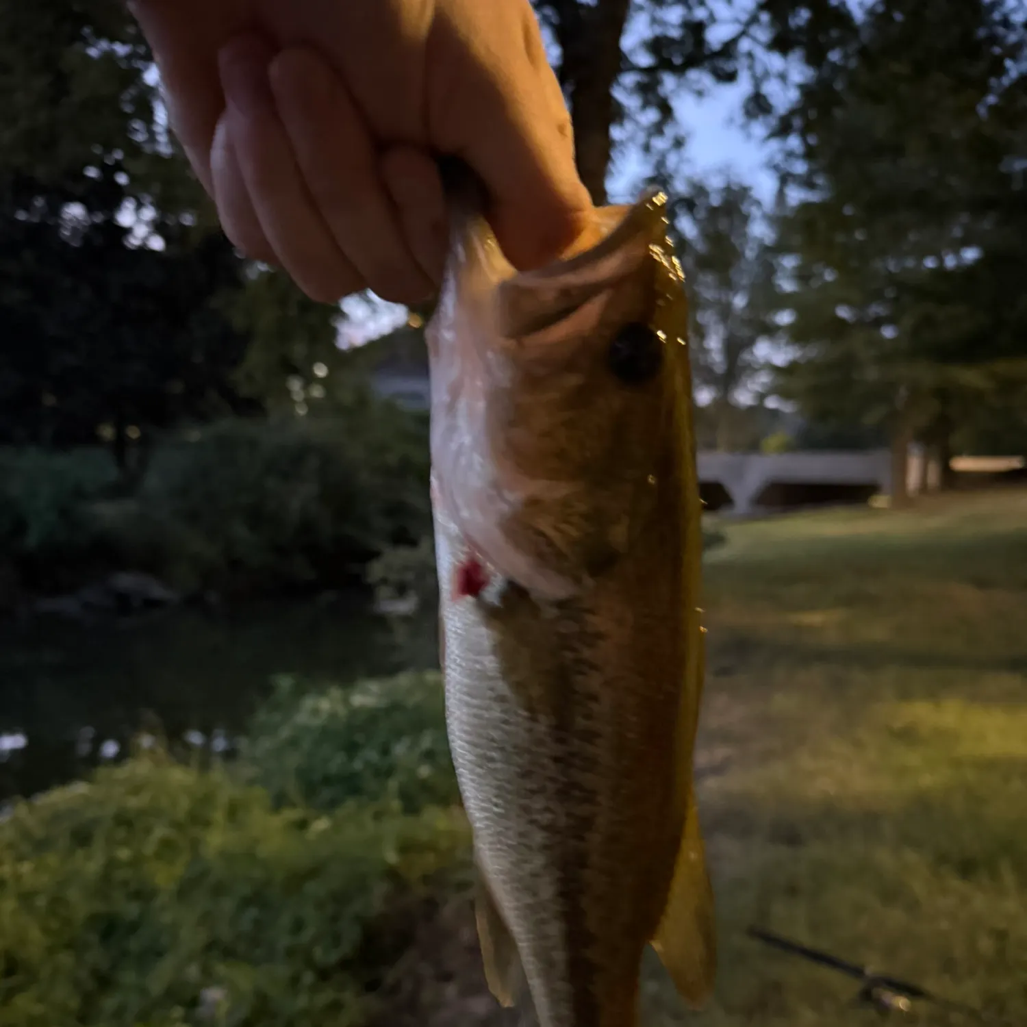 Largemouth bass caught on Fishbrain