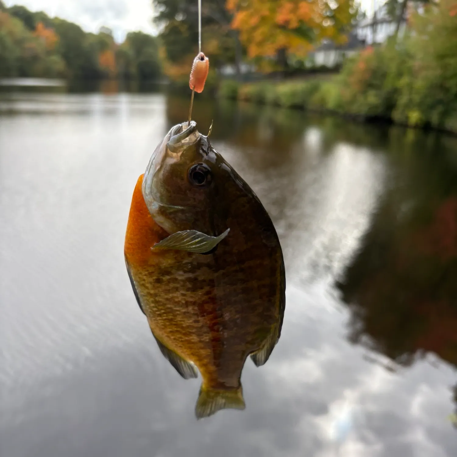 Bluegill caught on Fishbrain