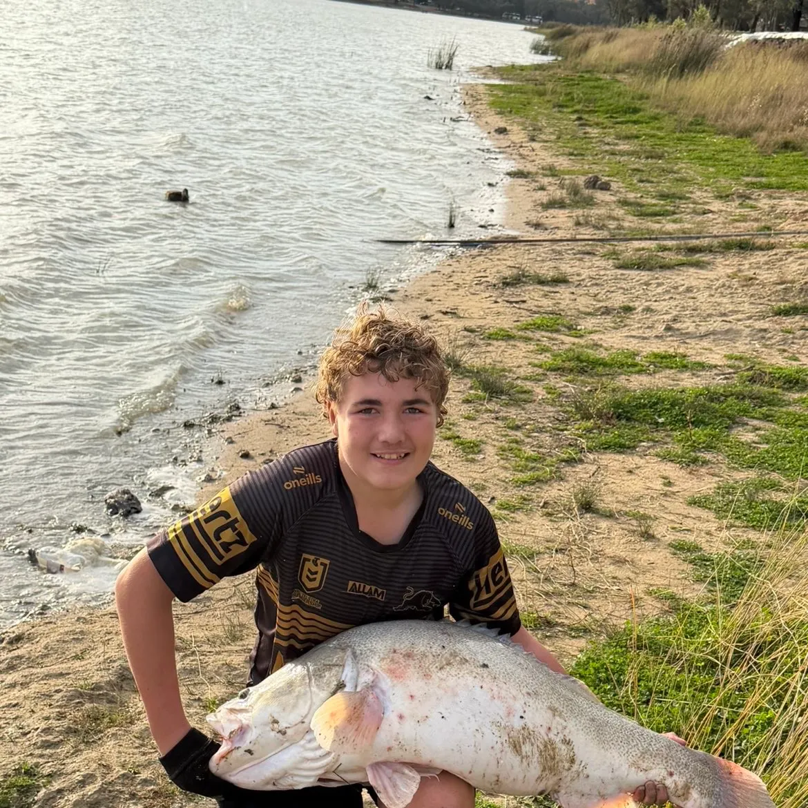 The most recent Murray cod catches on Fishbrain