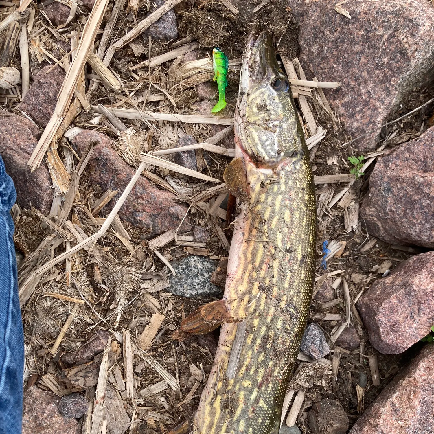 The most recent Northern pike catches on Fishbrain