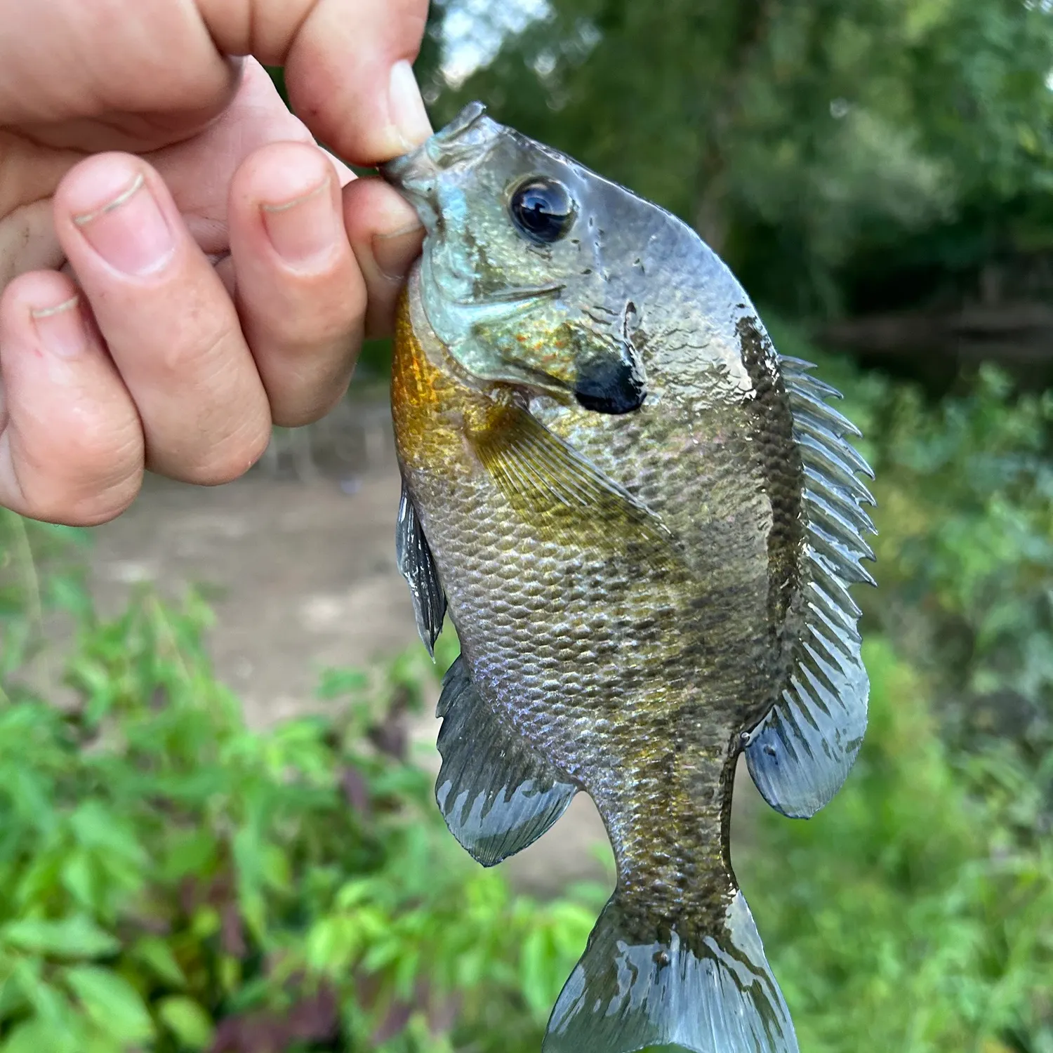 Bluegill caught on Fishbrain