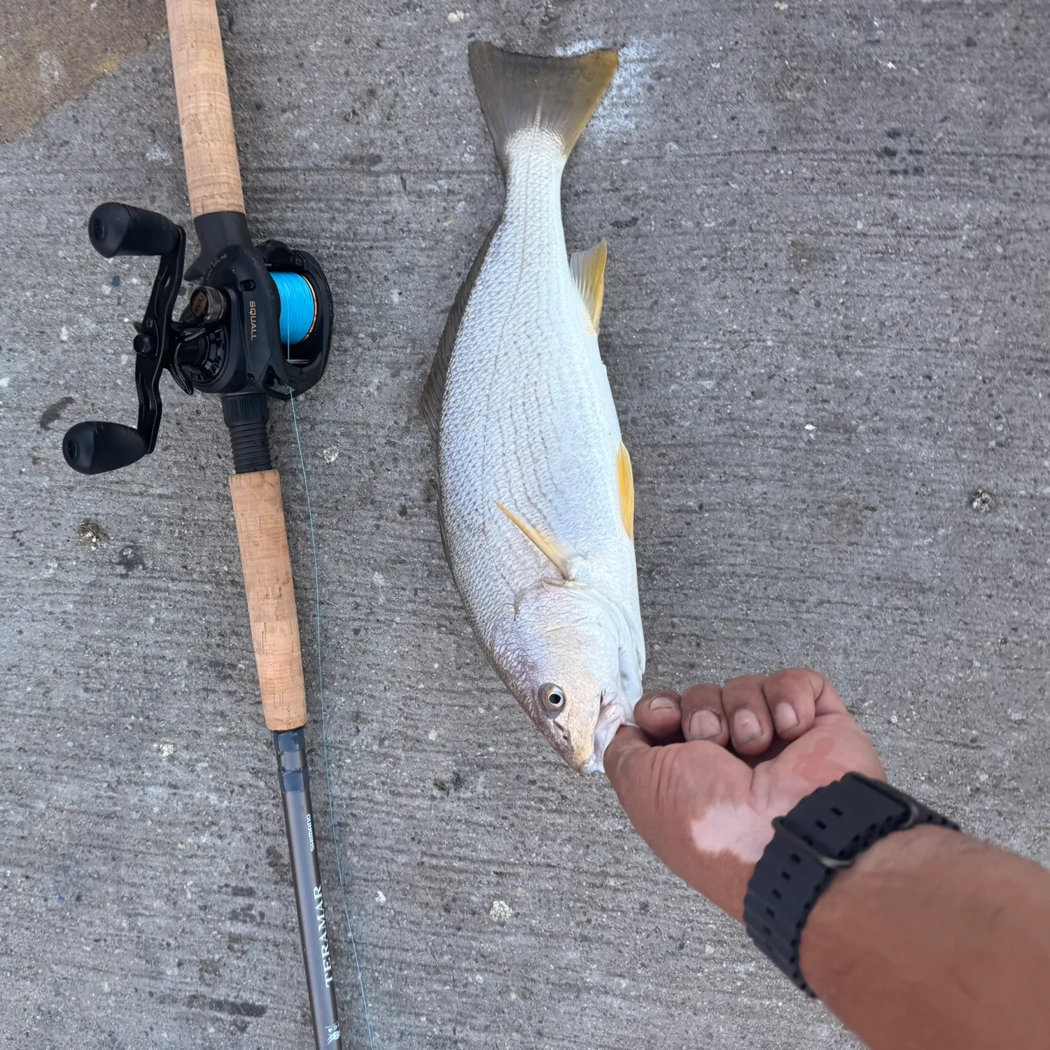 recently logged catches