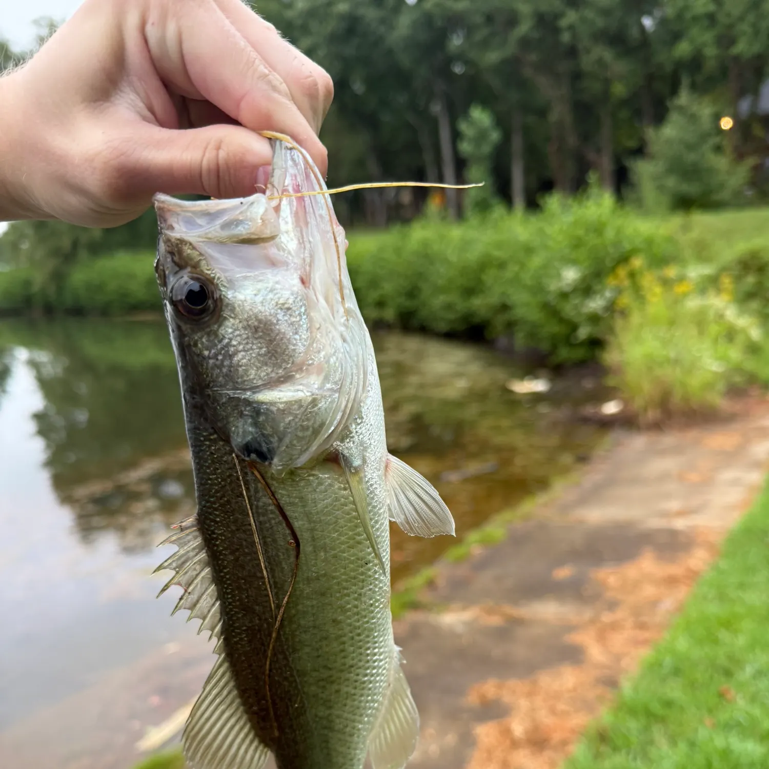 Largemouth bass caught on Fishbrain