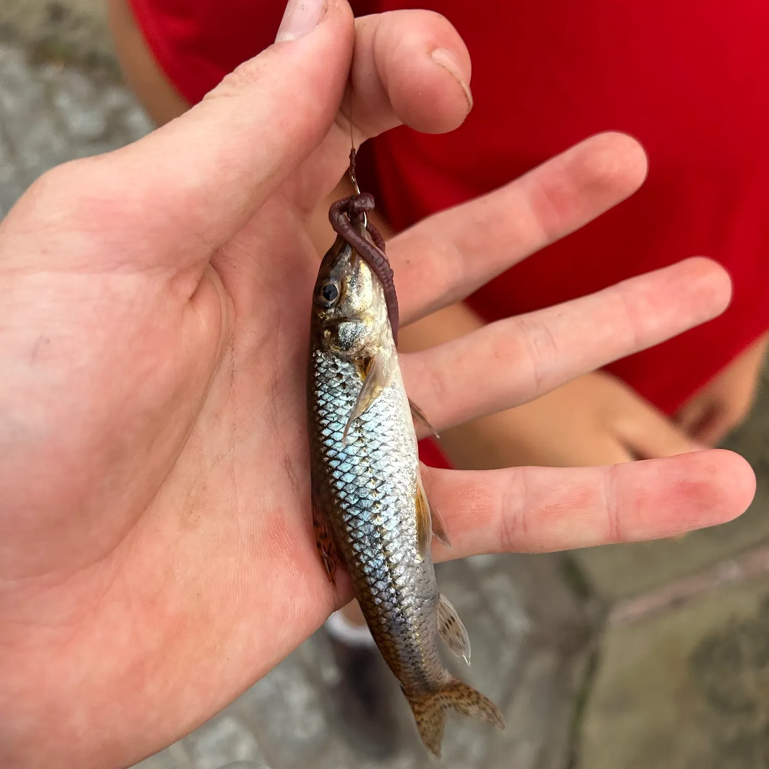 Gudgeon caught on Fishbrain