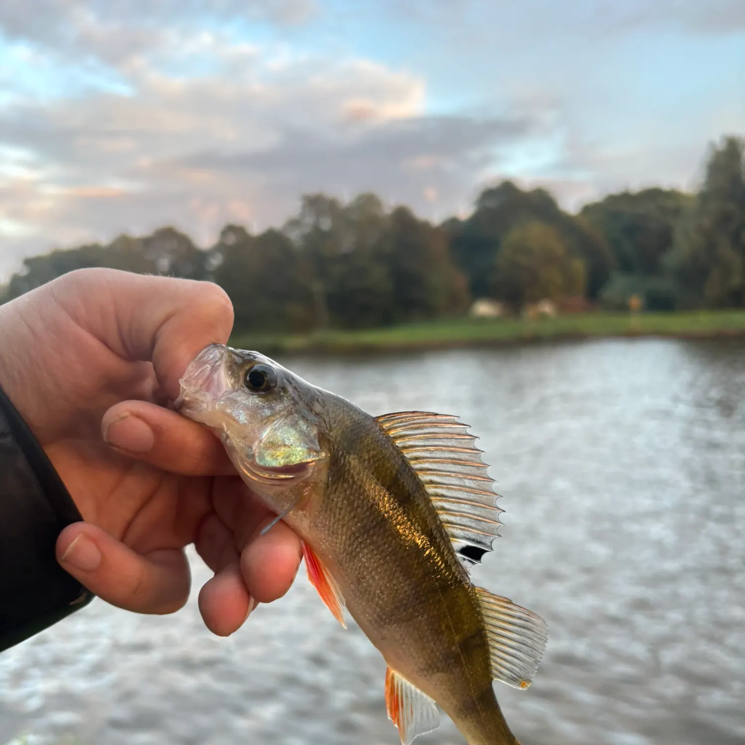 European perch caught on Fishbrain