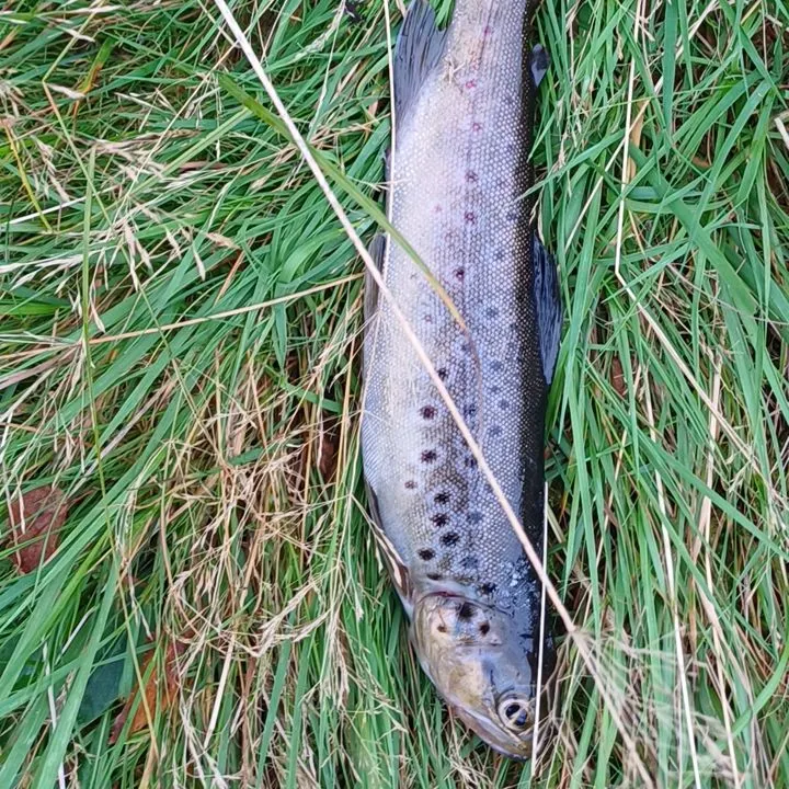 Brown trout caught on Fishbrain