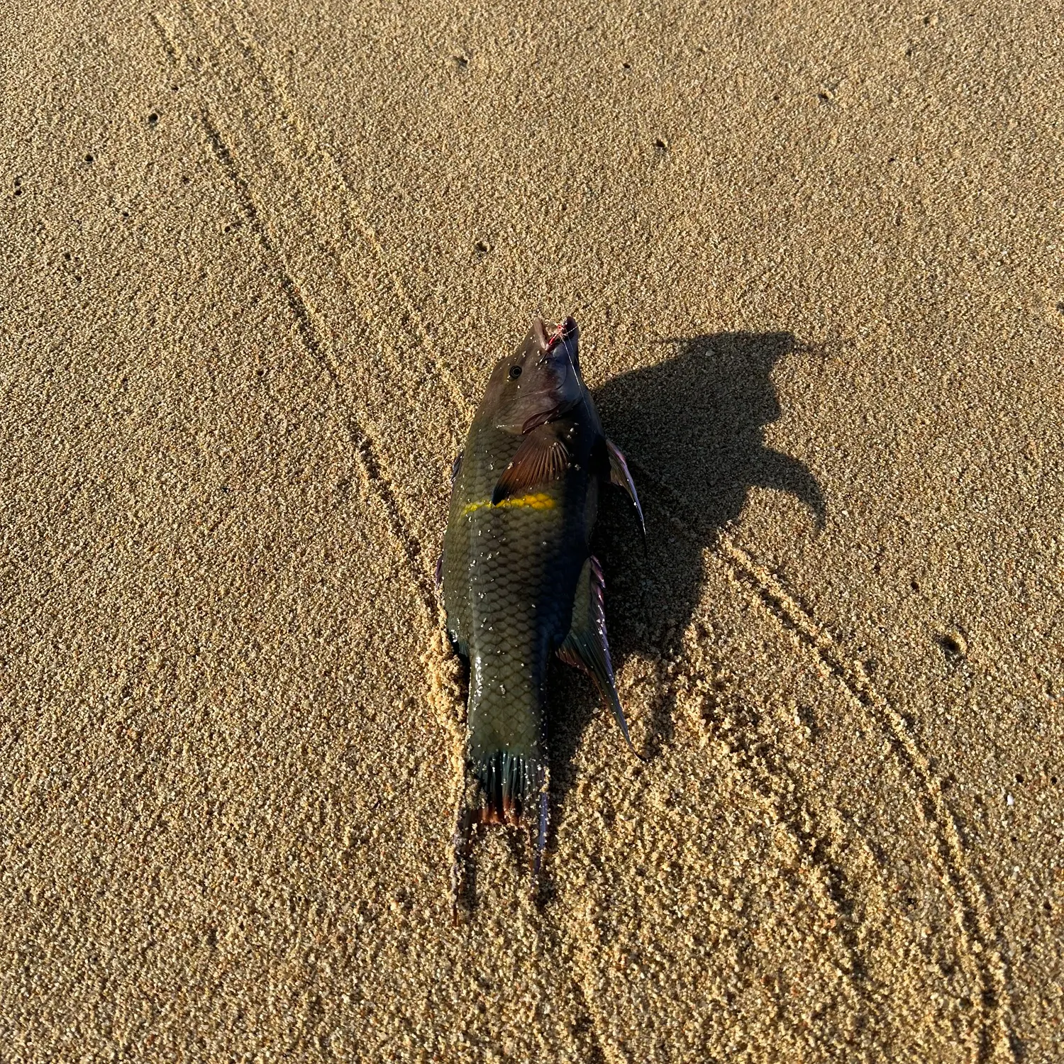 The most recent Rivulated parrotfish catches on Fishbrain