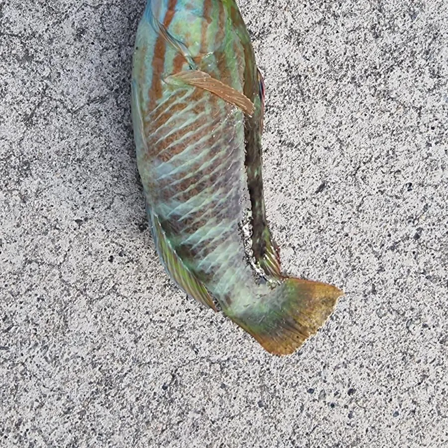 The most recent Gunther's wrasse catches on Fishbrain