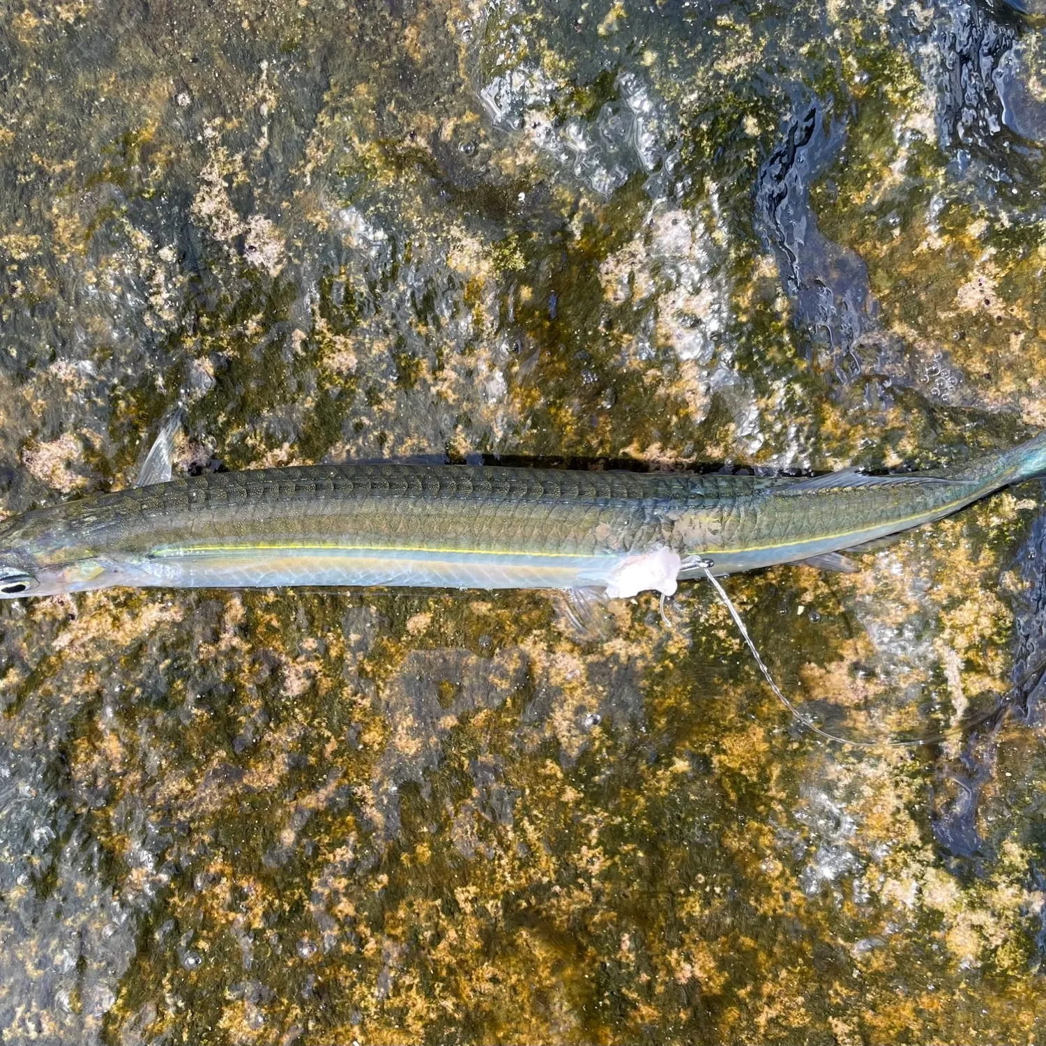 most liked catch image