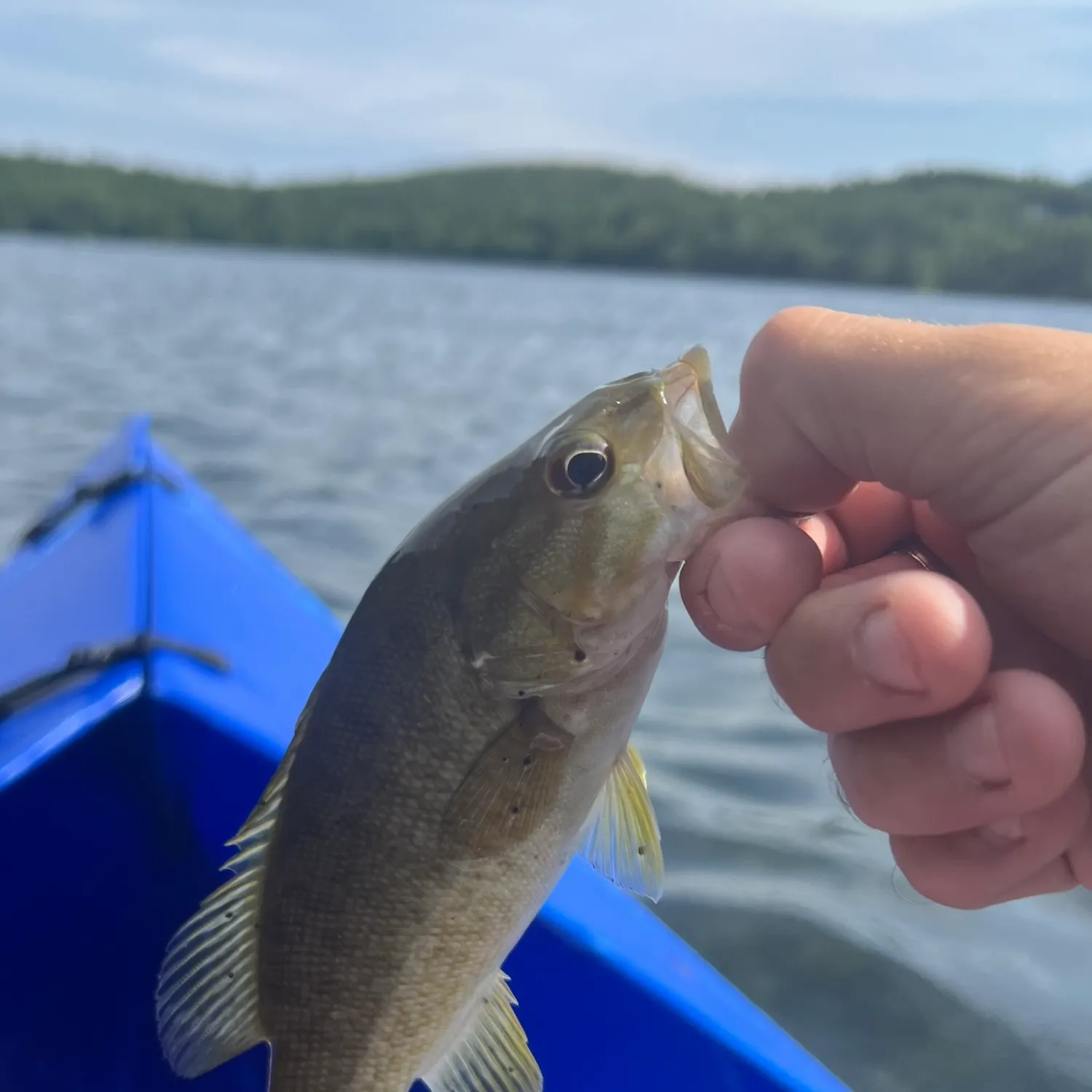 angler catch