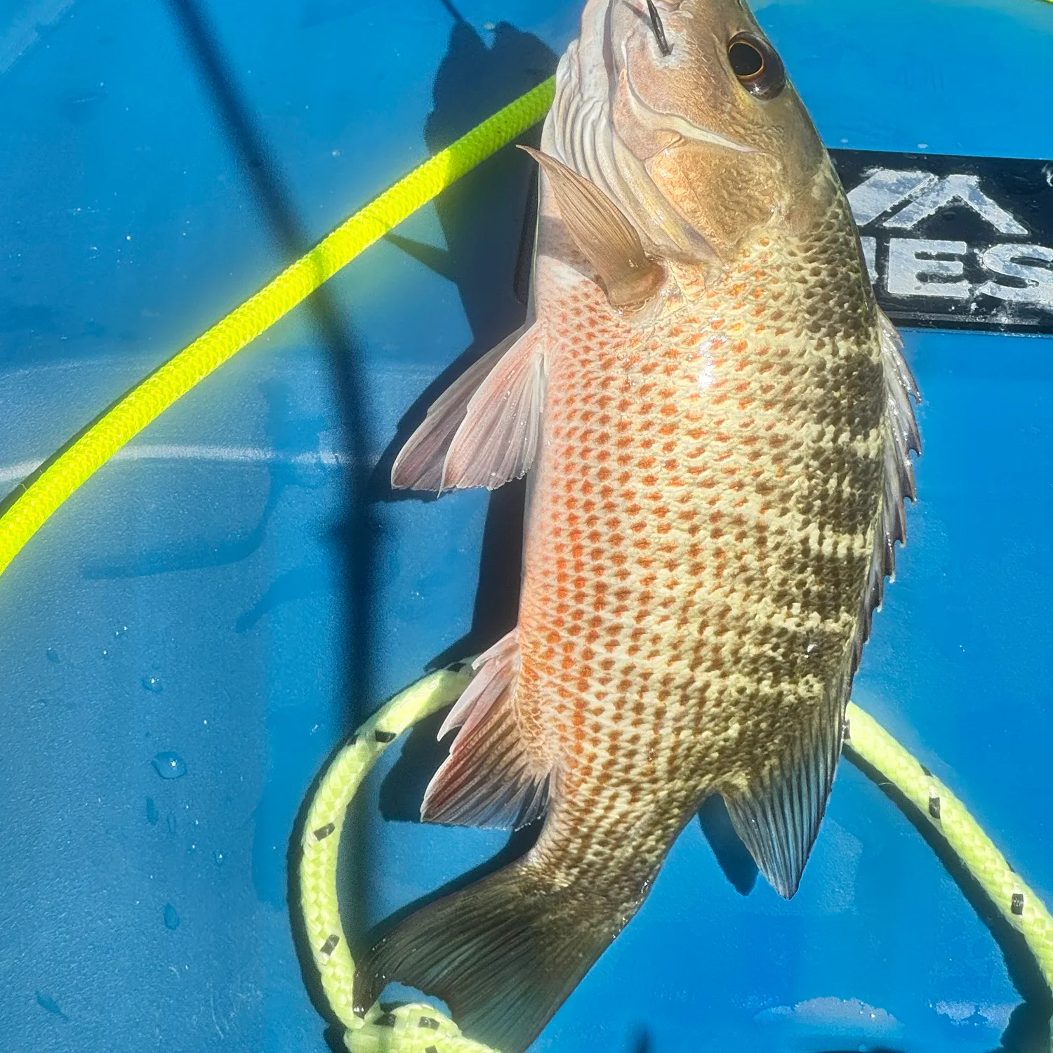 Mangrove snapper caught on Fishbrain