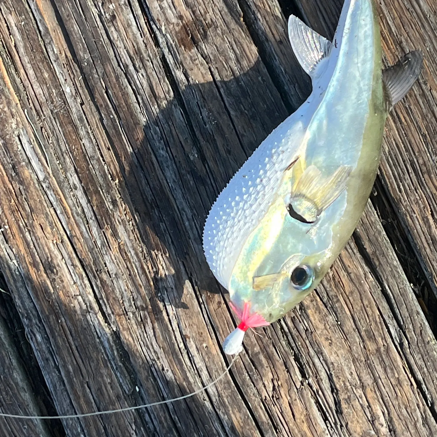 The most recent Half-smooth golden pufferfish catches on Fishbrain