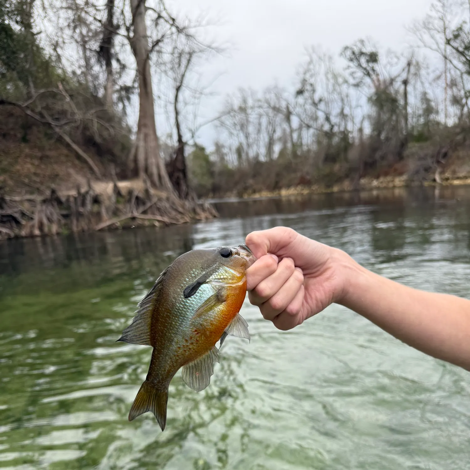 The most recent Redbreast sunfish catches on Fishbrain