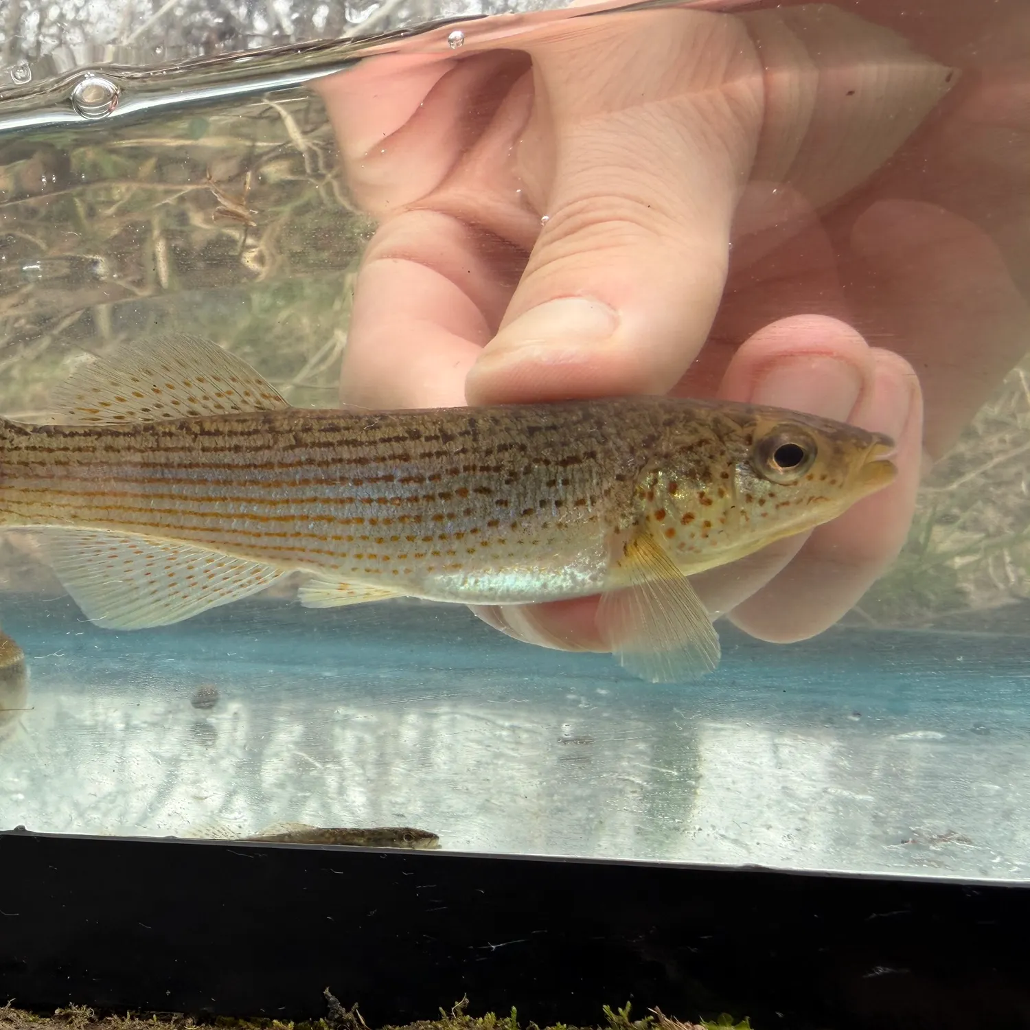 The most recent Northern studfish catches on Fishbrain