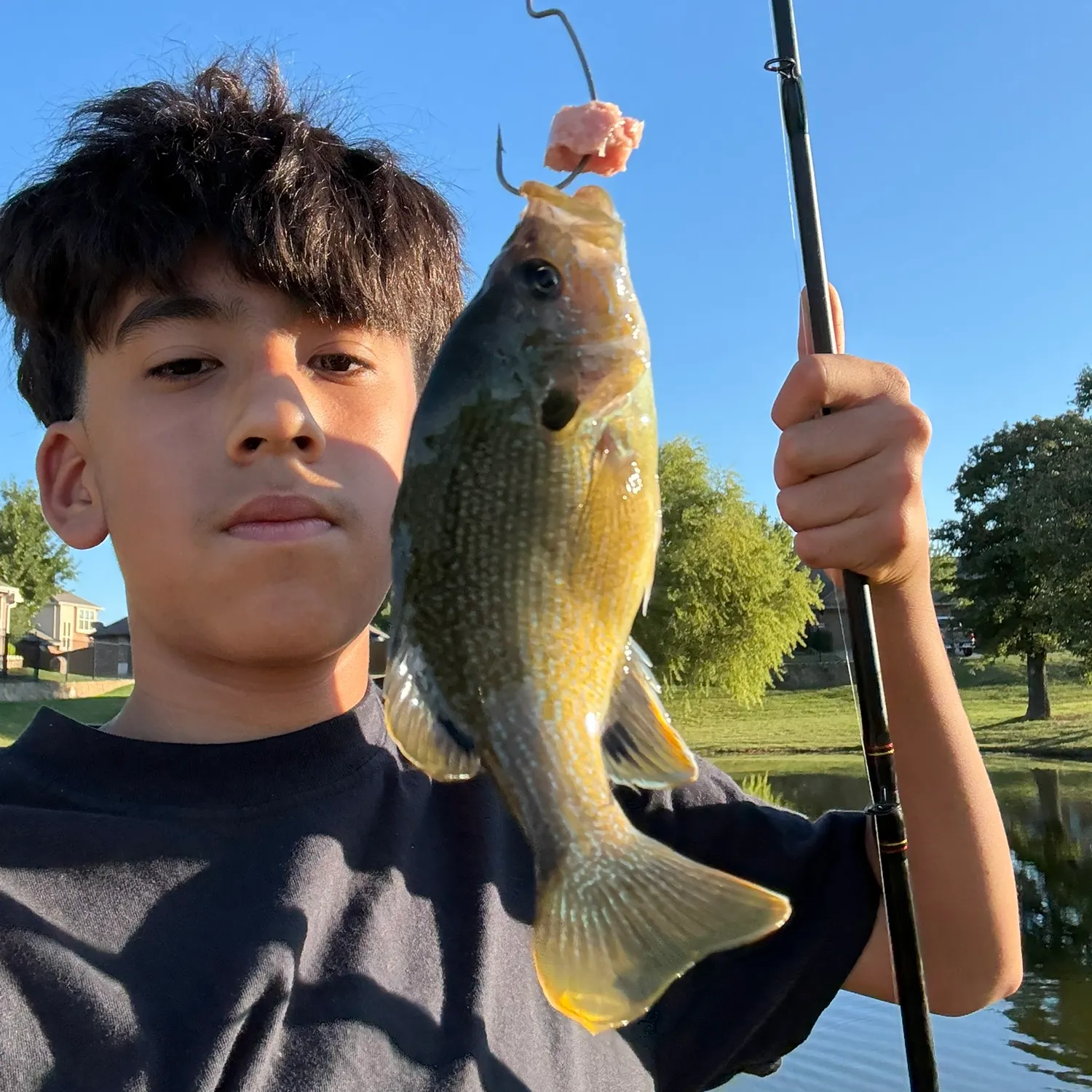 Green sunfish caught on Fishbrain