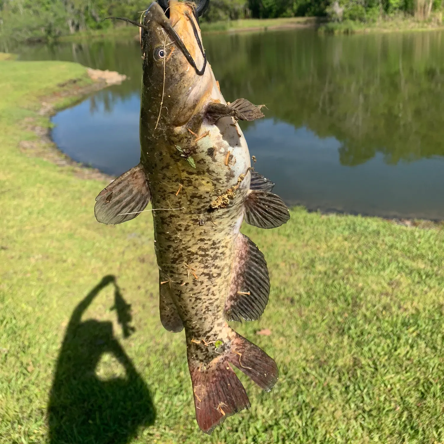 angler catch