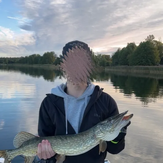 Northern pike caught on Fishbrain
