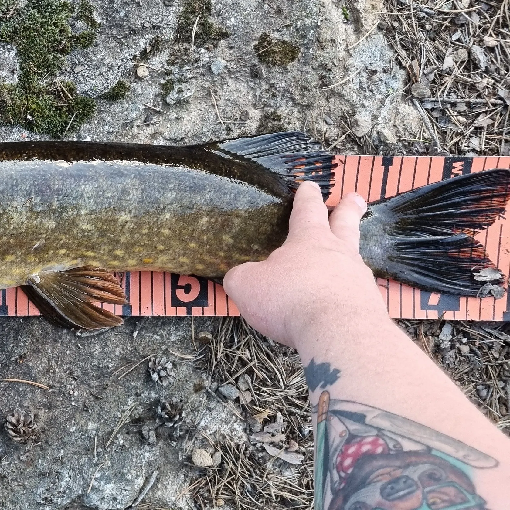 recently logged catches