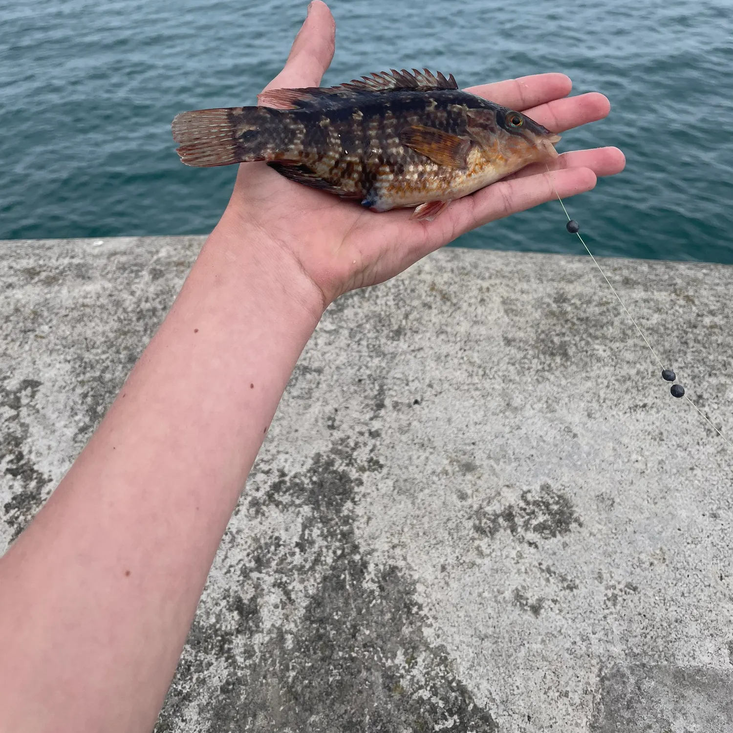 The most recent Corkwing wrasse catches on Fishbrain