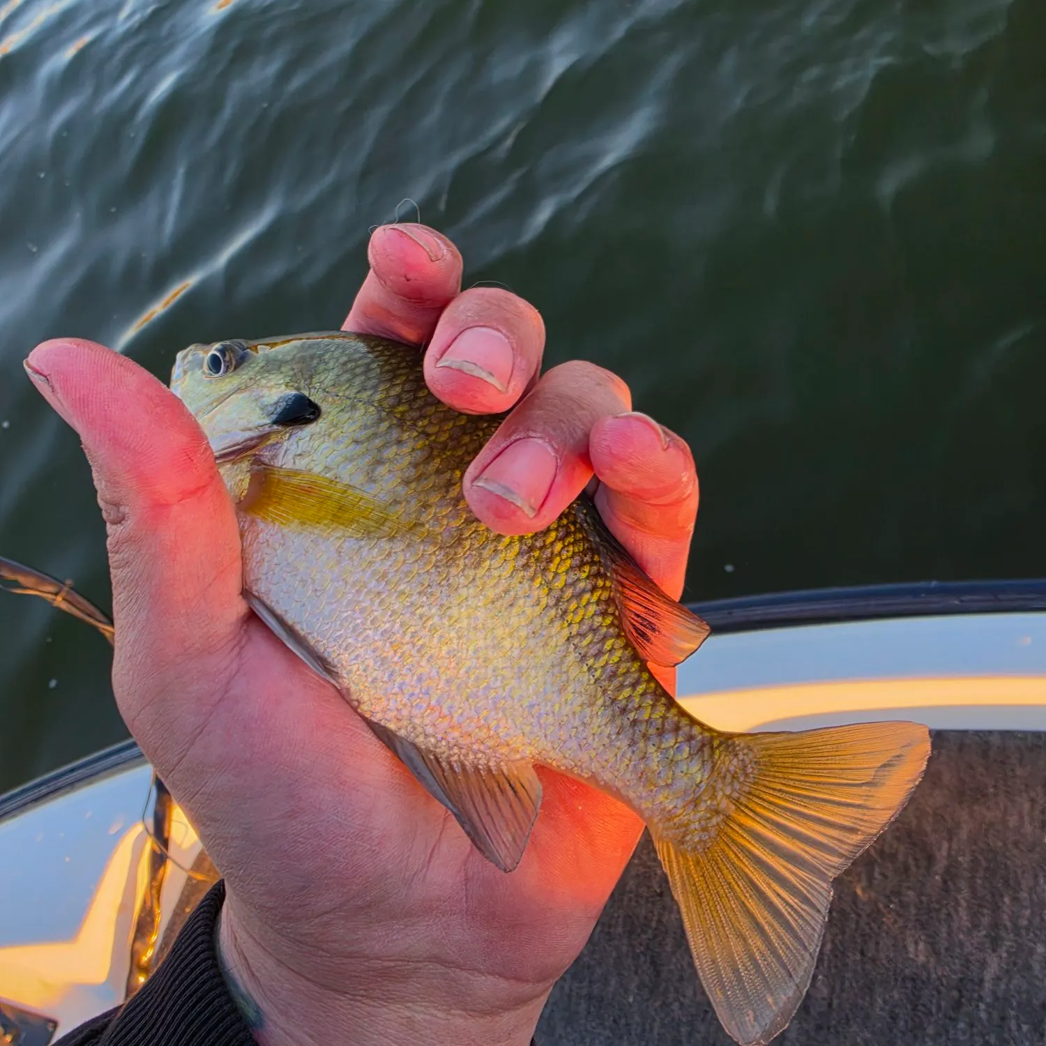 Bluegill caught on Fishbrain