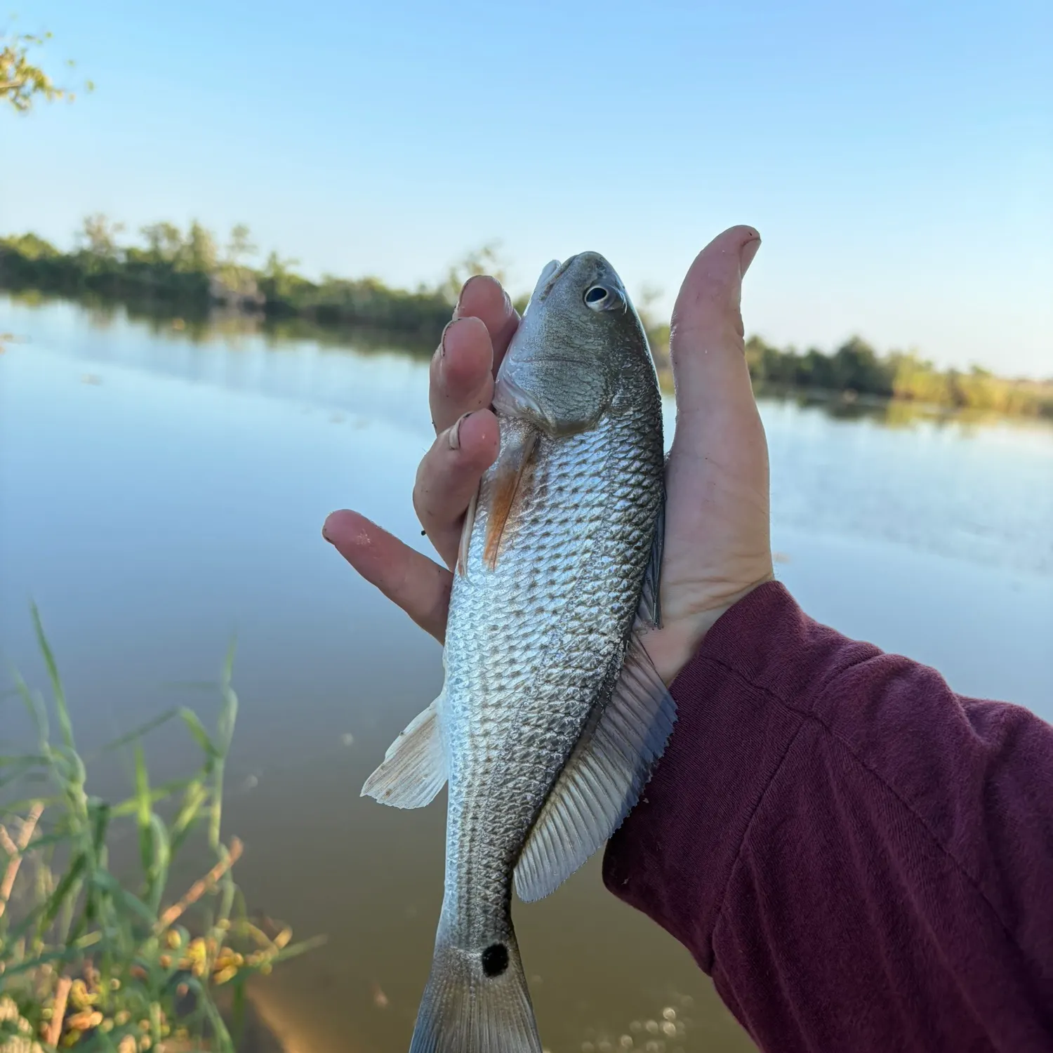 Red drum caught on Fishbrain