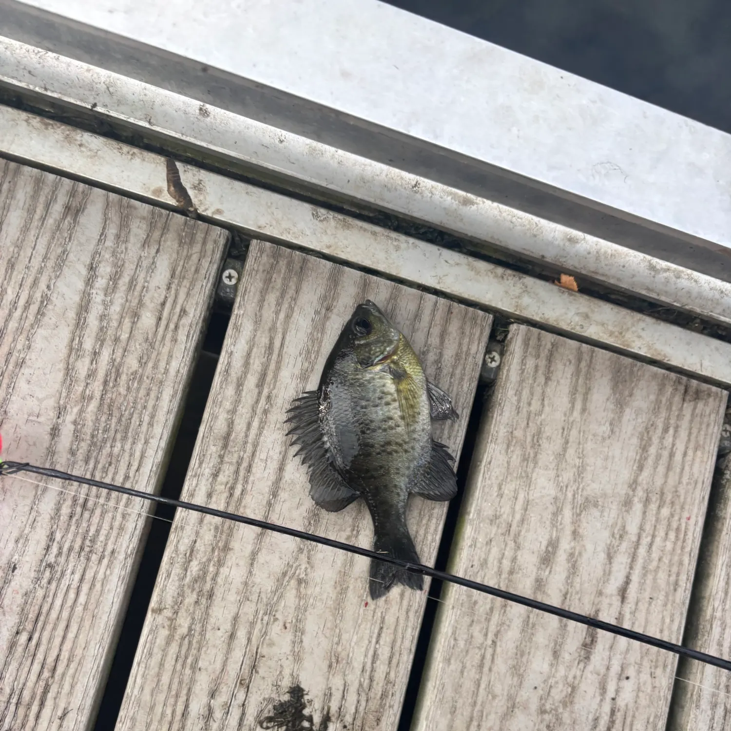 Bluegill caught on Fishbrain