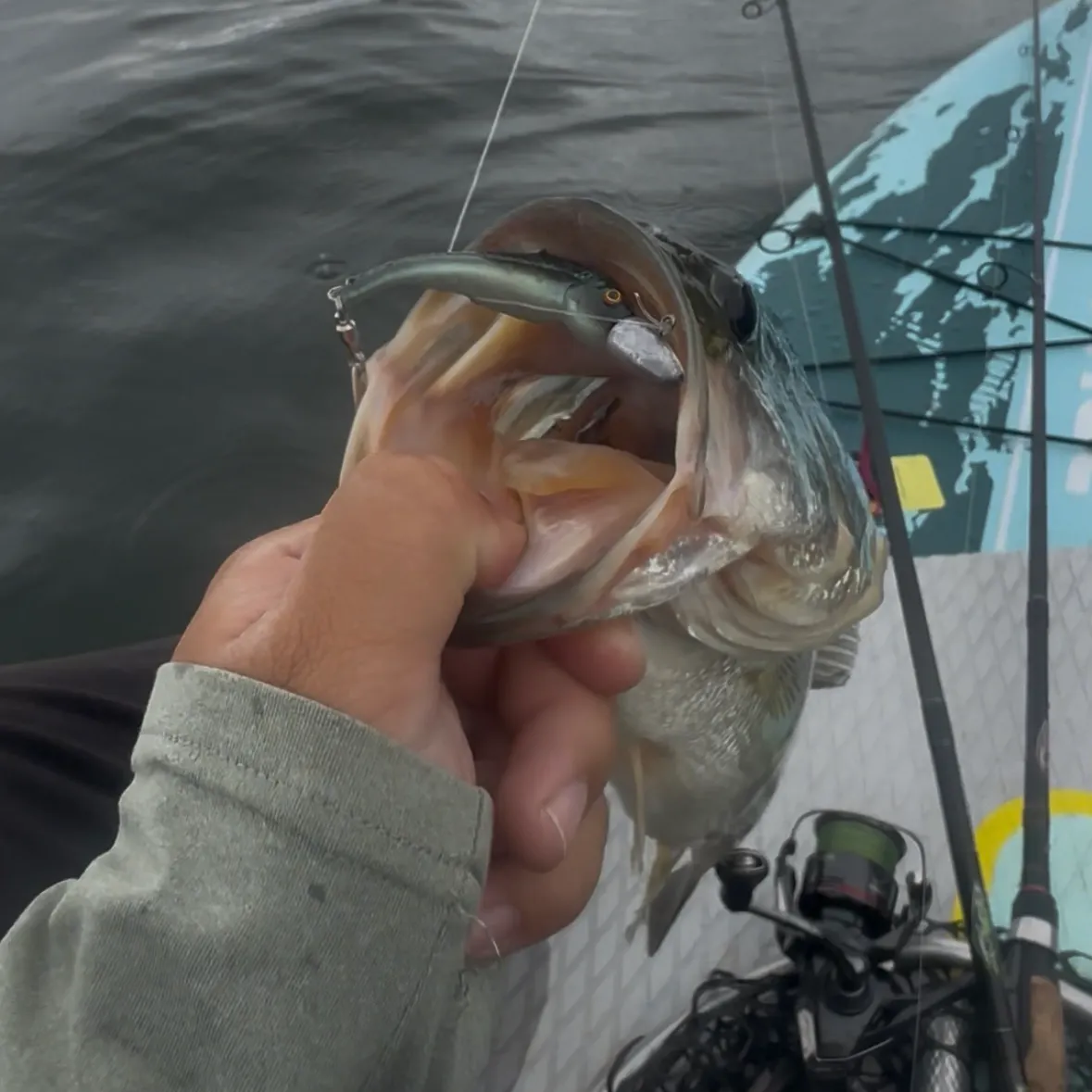 Largemouth bass caught on Fishbrain