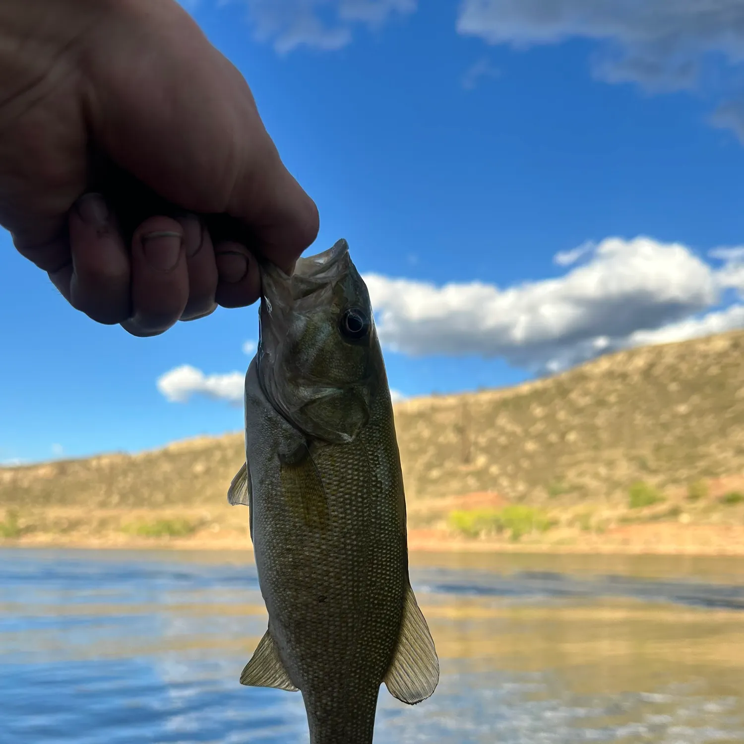 Smallmouth bass caught on Fishbrain