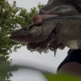 Walleye caught on Fishbrain