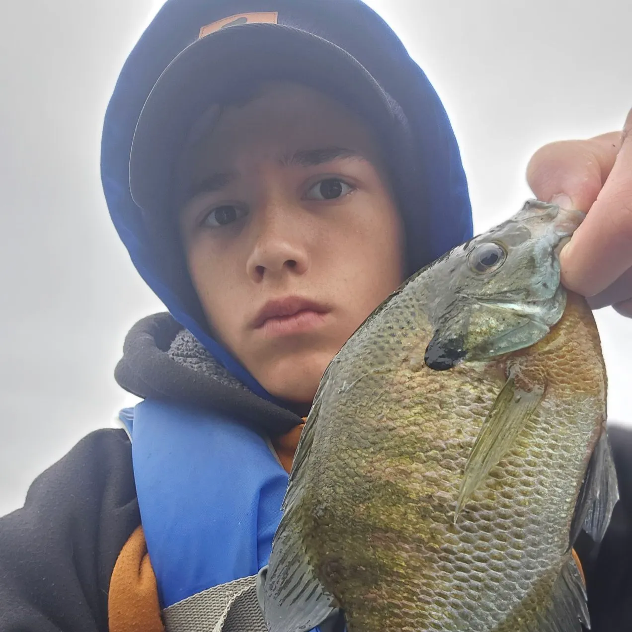 Bluegill caught on Fishbrain
