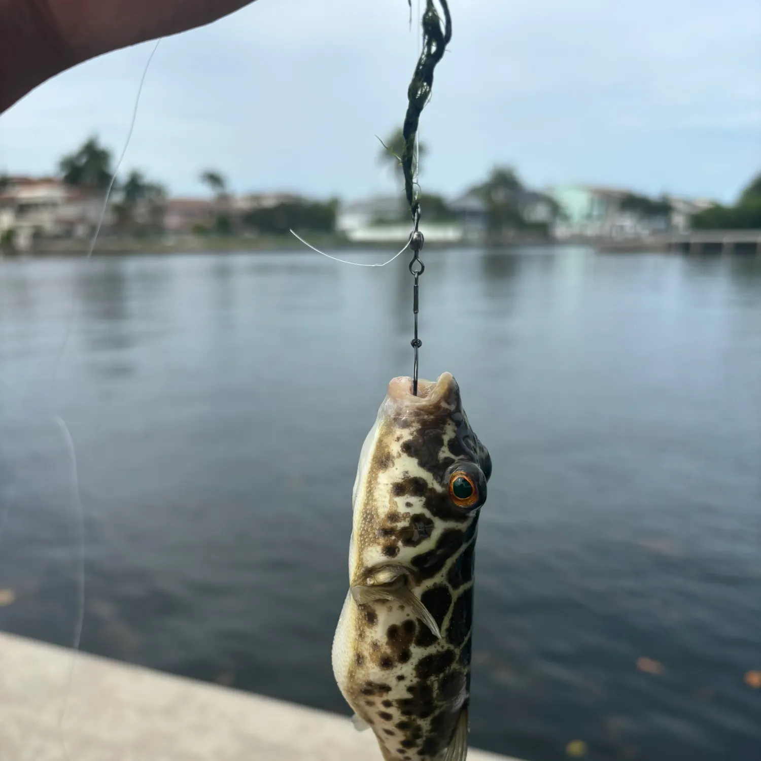 The most recent Checkered puffer catches on Fishbrain