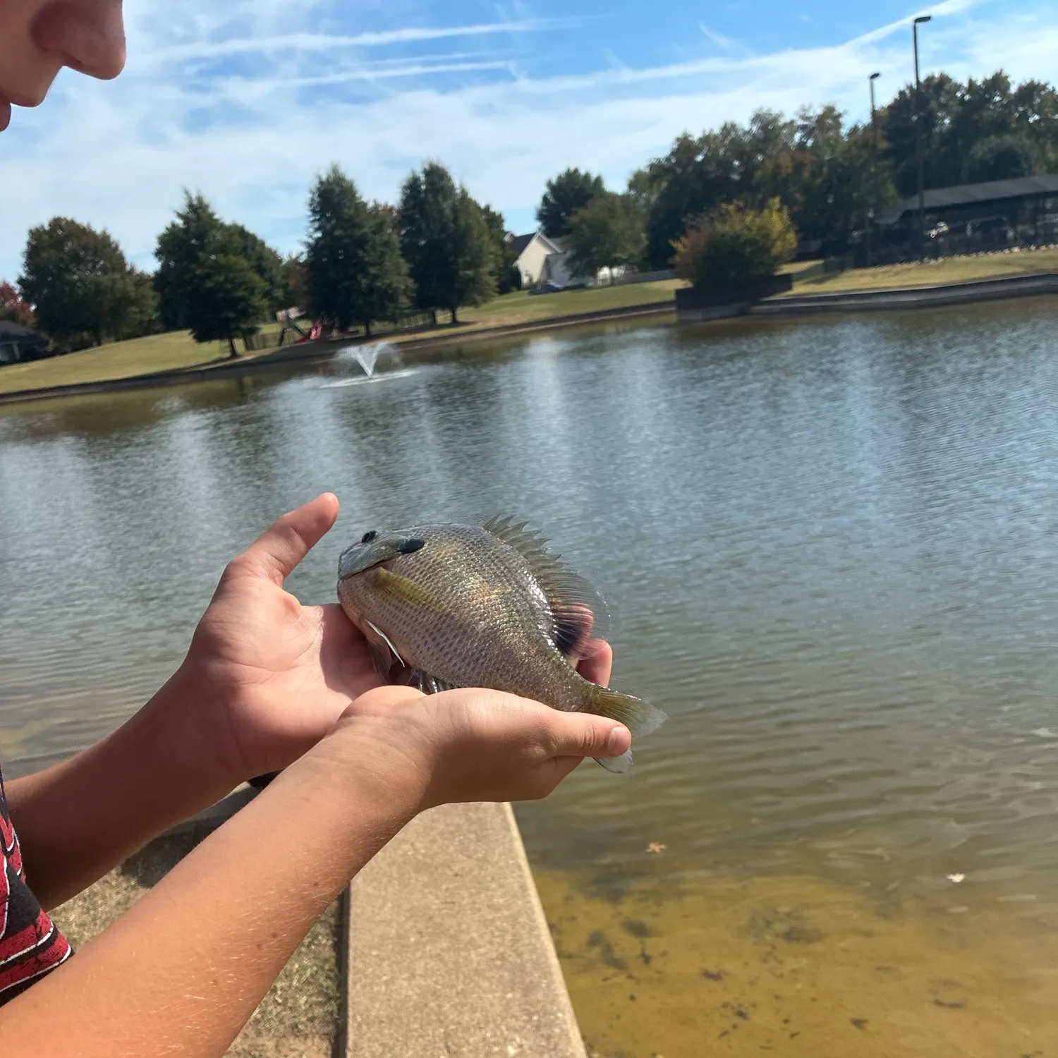 Bluegill caught on Fishbrain