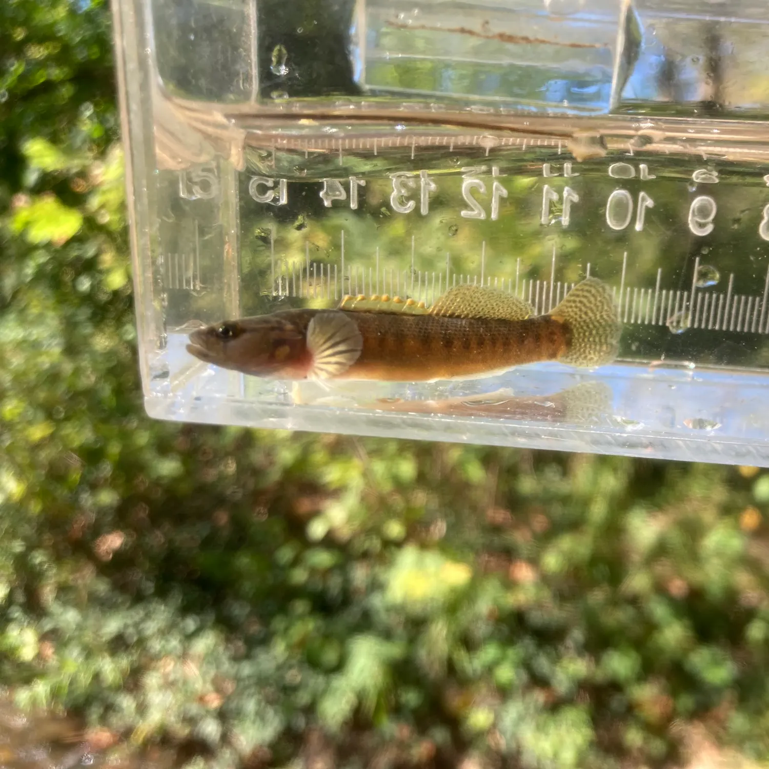 The most recent Fantail darter catches on Fishbrain